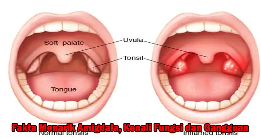 Fakta Menarik Amigdala, Kenali Fungsi dan Gangguan