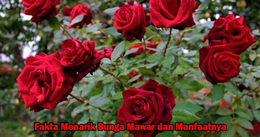 Fakta Menarik Bunga Mawar dan Manfaatnya