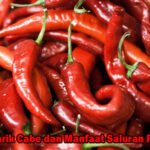 Fakta Menarik Cabe dan Manfaat Saluran Pencernaan