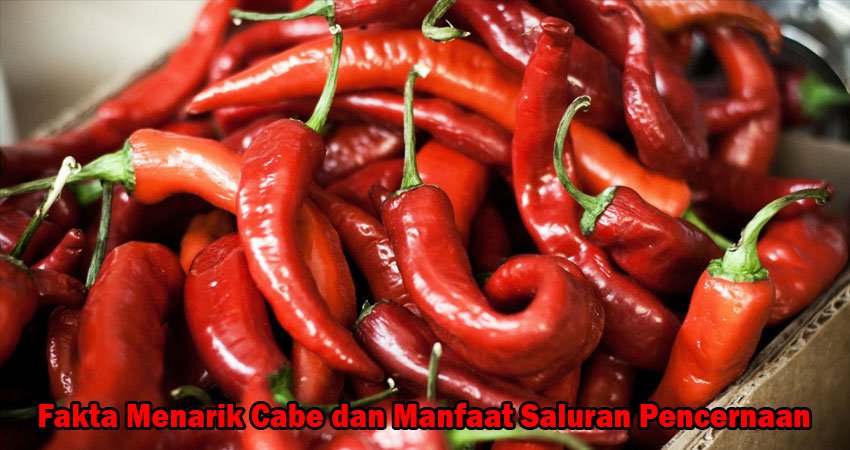 Fakta Menarik Cabe dan Manfaat Saluran Pencernaan