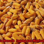 Fakta Menarik Jagung dan Manfaatnya