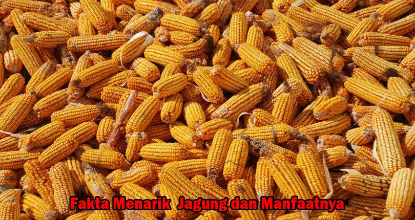 Fakta Menarik Jagung dan Manfaatnya