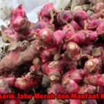 Fakta Menarik Jahe Merah dan Manfaat Kesehatan