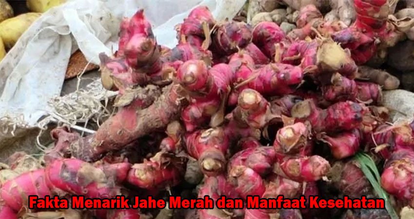 Fakta Menarik Jahe Merah dan Manfaat Kesehatan