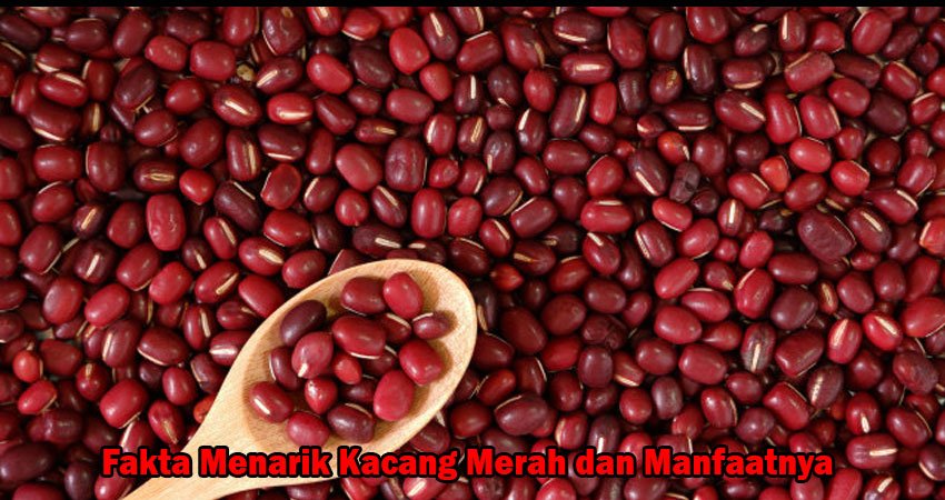 Fakta Menarik Kacang Merah dan Manfaatnya