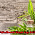 Fakta Menarik Minyak Kayu Putih