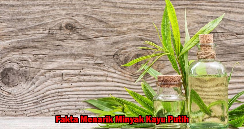 Fakta Menarik Minyak Kayu Putih