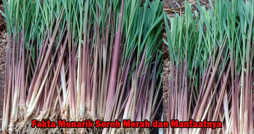 Fakta Menarik Sereh Merah dan Manfaatnya